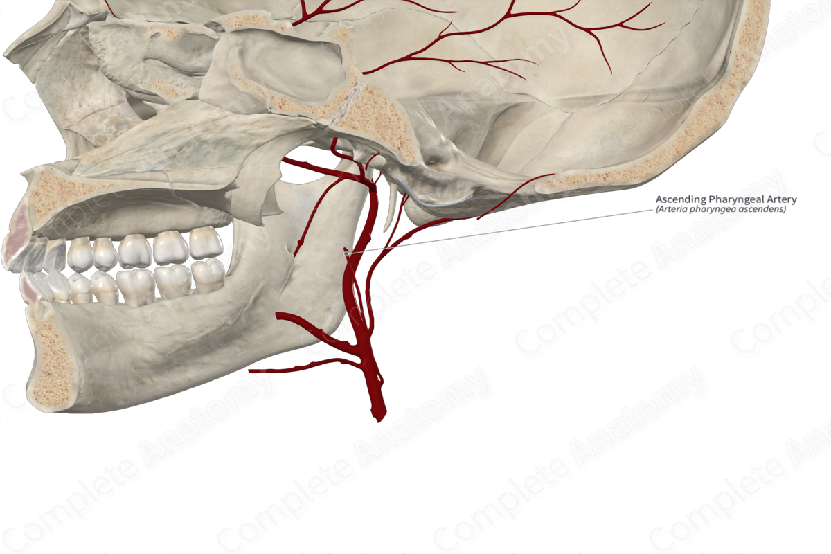 Ascending Pharyngeal Artery Complete Anatomy