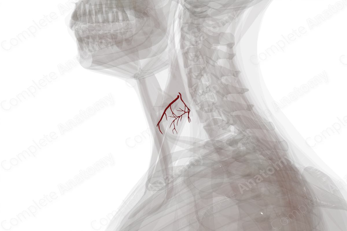 Arteries of Thyroid Gland (Left)