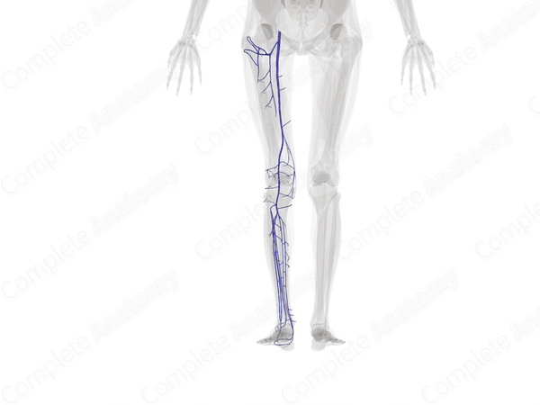 Deep Veins of Lower Limb (Left)
