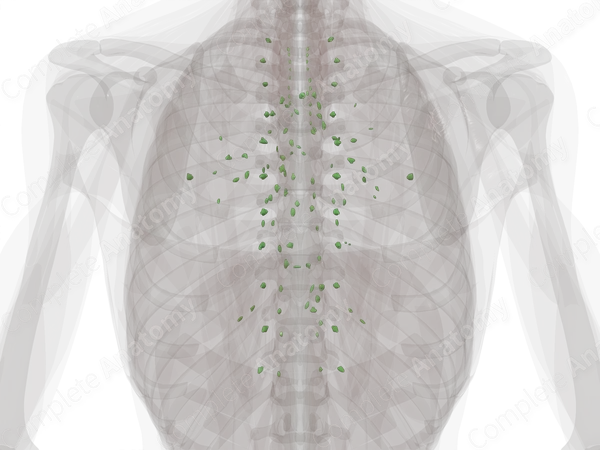 Thoracic Lymph Nodes