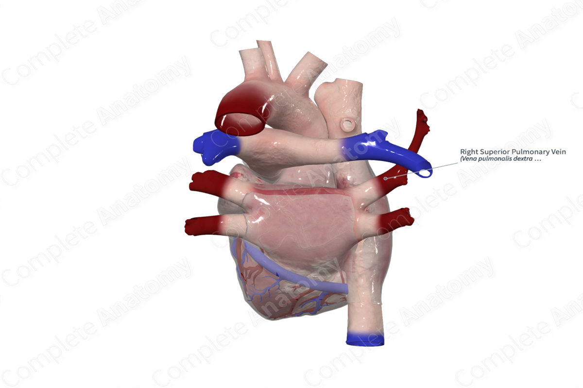 Right Superior Pulmonary Vein | Complete Anatomy