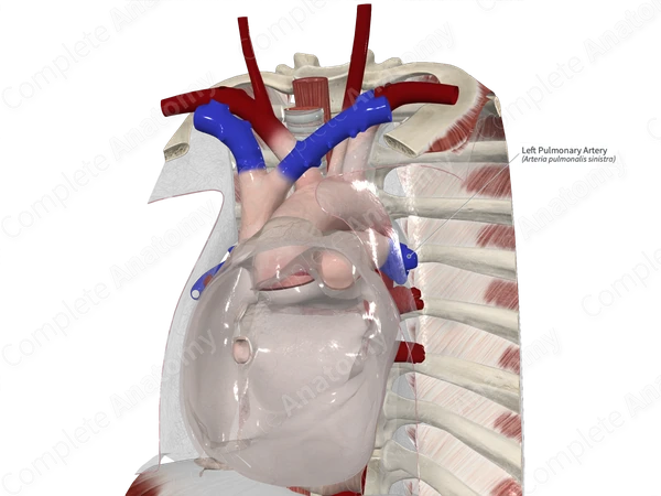 Left Pulmonary Artery