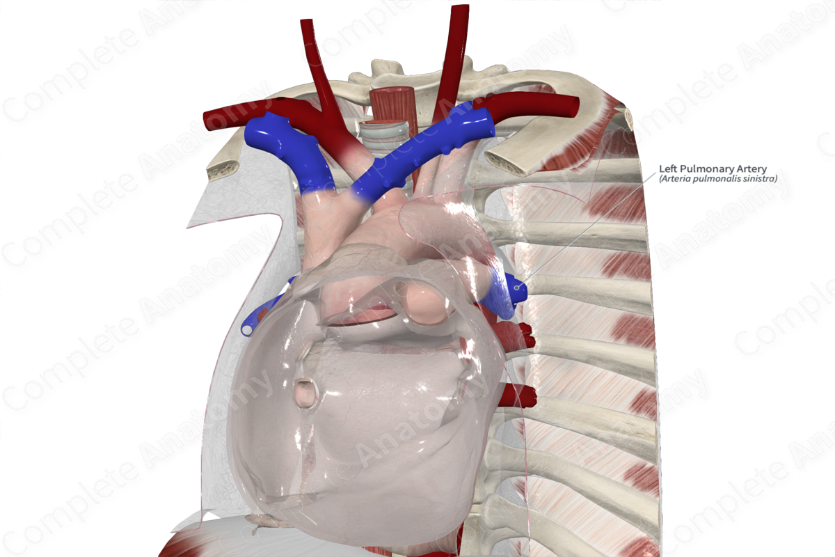 Left Pulmonary Artery