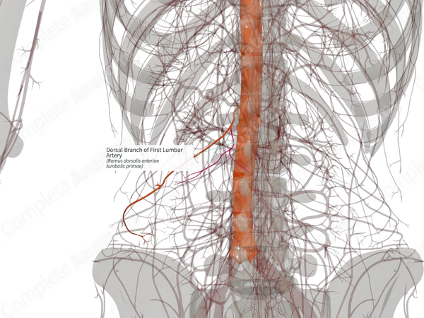Dorsal Branch of First Lumbar Artery (Left)