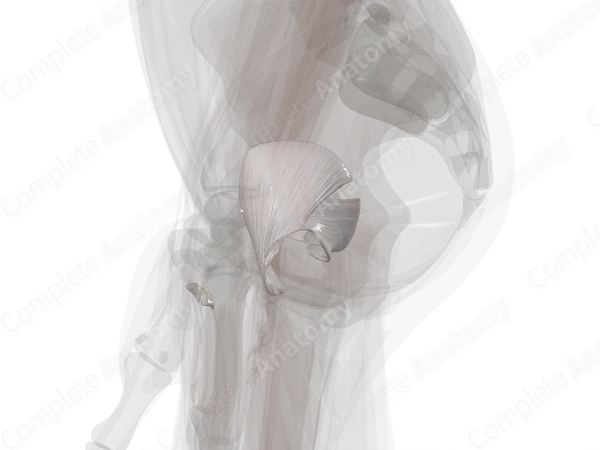Ligaments of Hip Joint (Left)