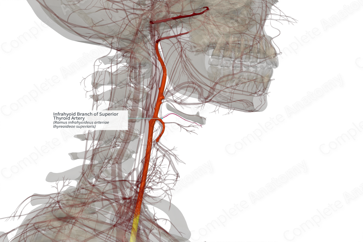 Infrahyoid Branch of Superior Thyroid Artery (Right)