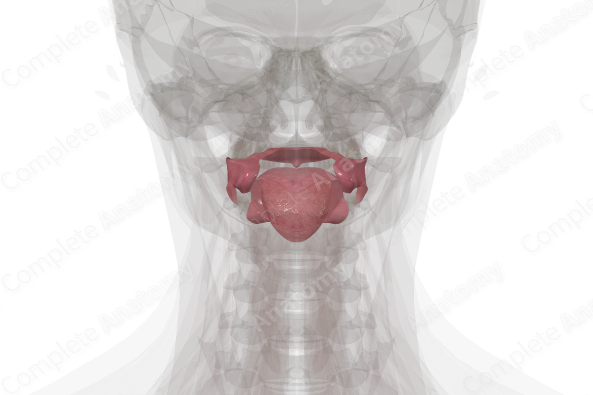 Oral Cavity Proper | Complete Anatomy