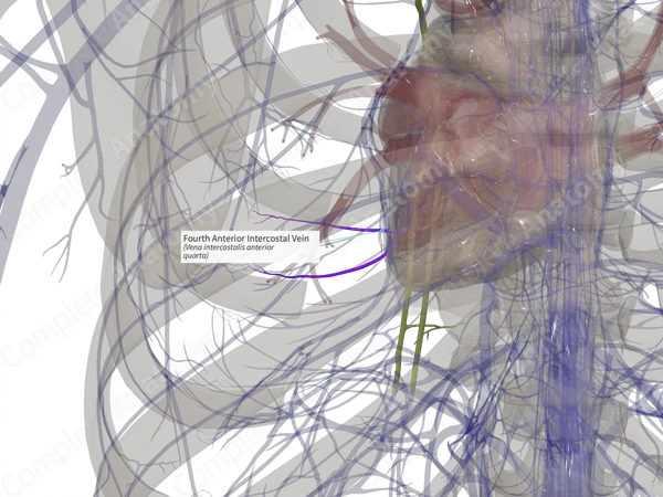 Fourth Anterior Intercostal Vein (Left)