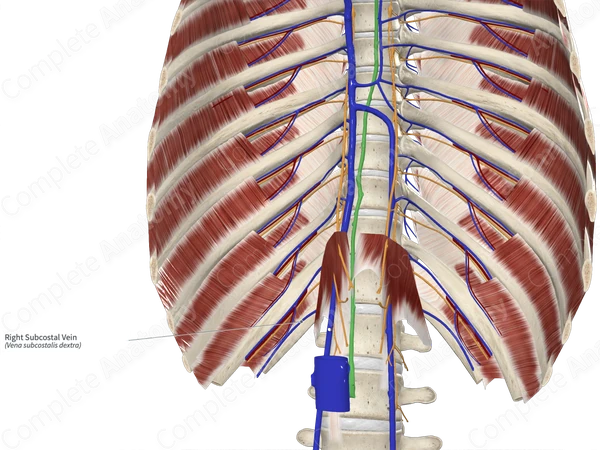 Right Subcostal Vein