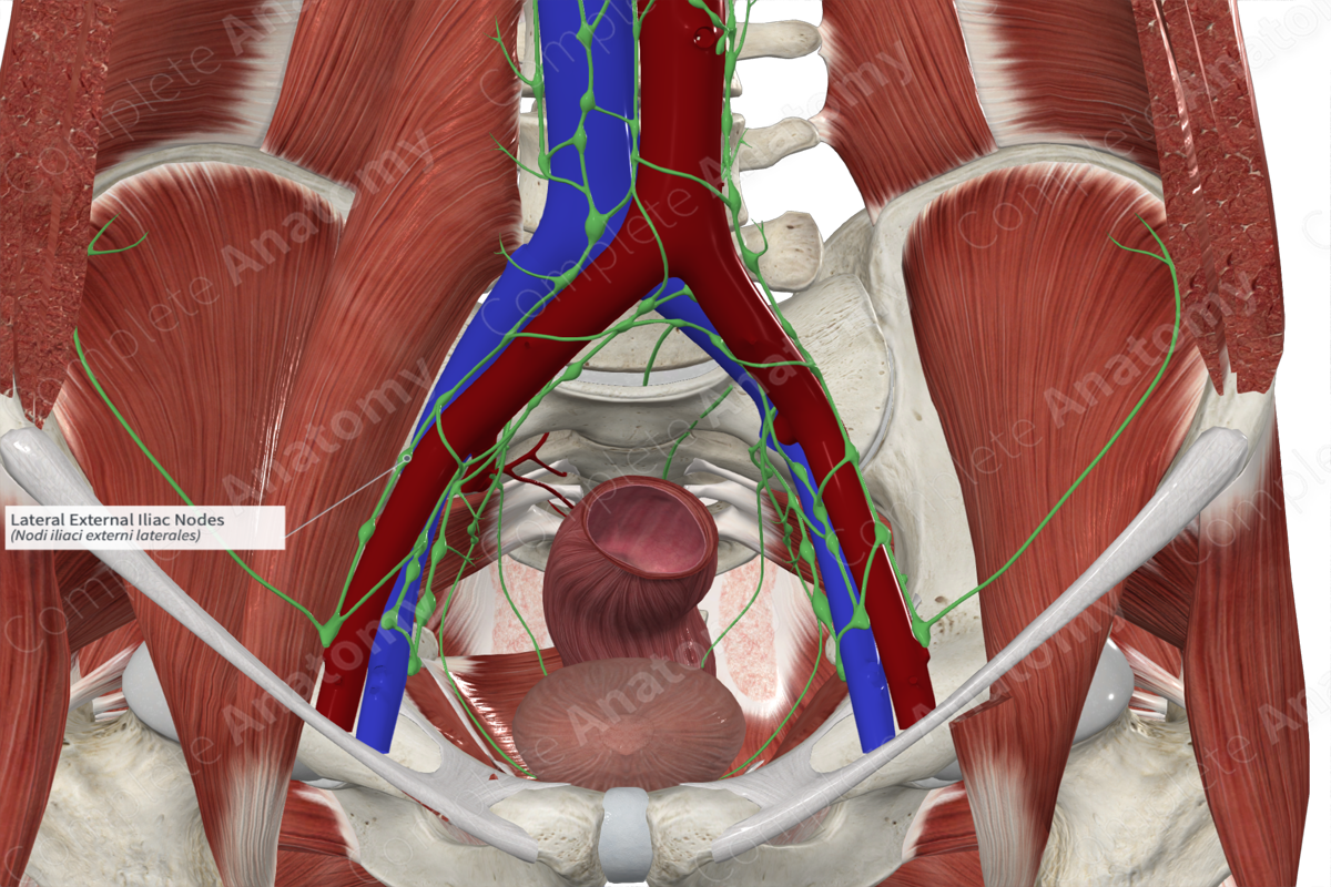 Lateral External Iliac Nodes 