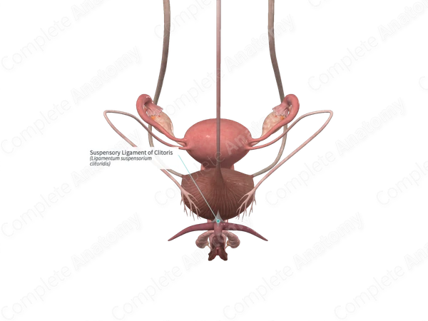 Suspensory Ligament of Clitoris