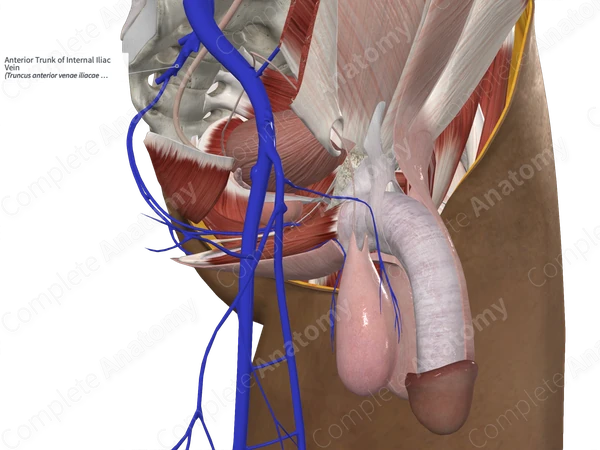 Anterior Trunk of Internal Iliac Vein