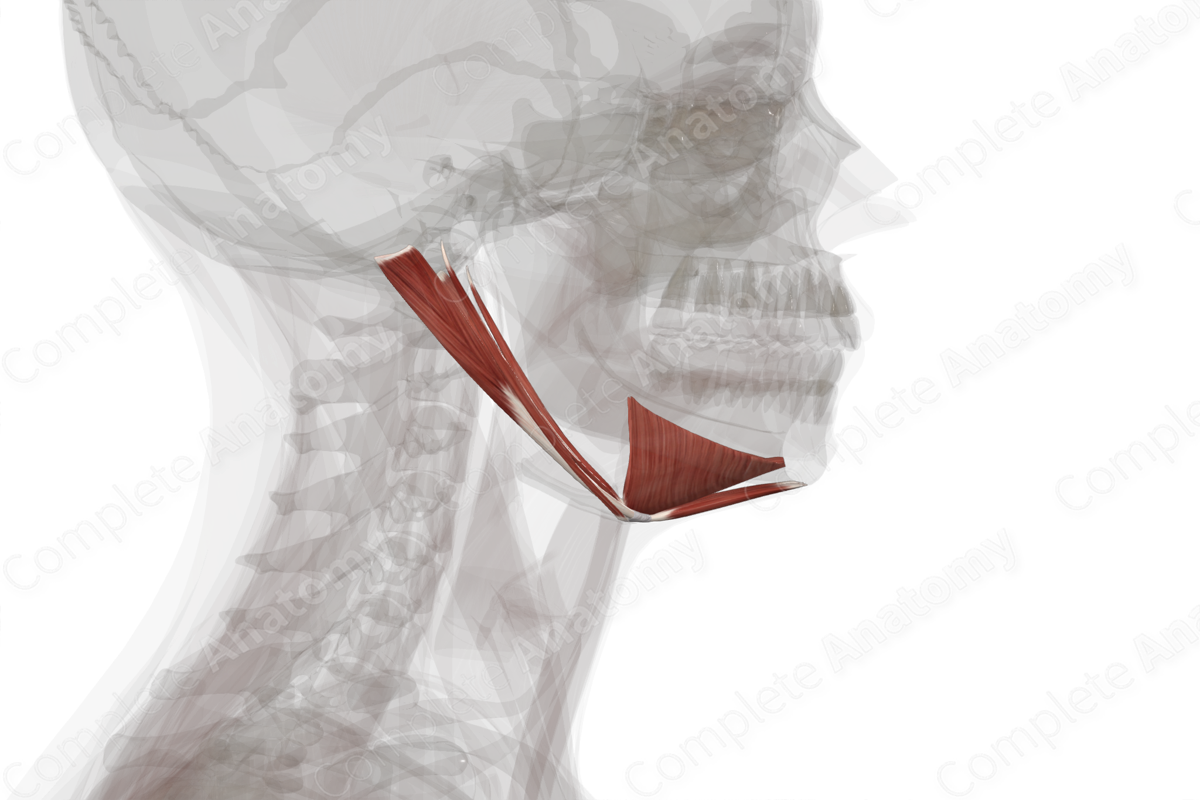 Suprahyoid Muscles