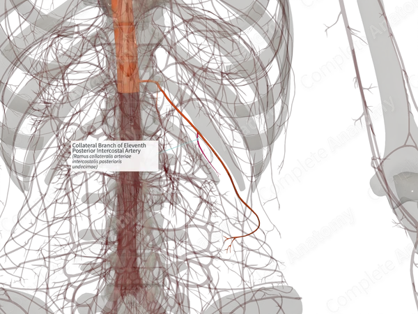 Collateral Branch of Eleventh Posterior Intercostal Artery (Right)