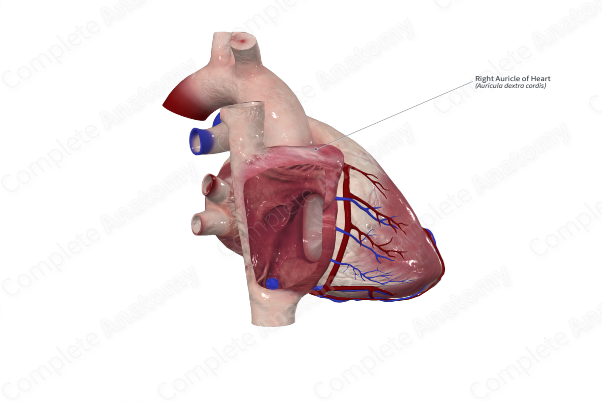 Right Auricle of Heart