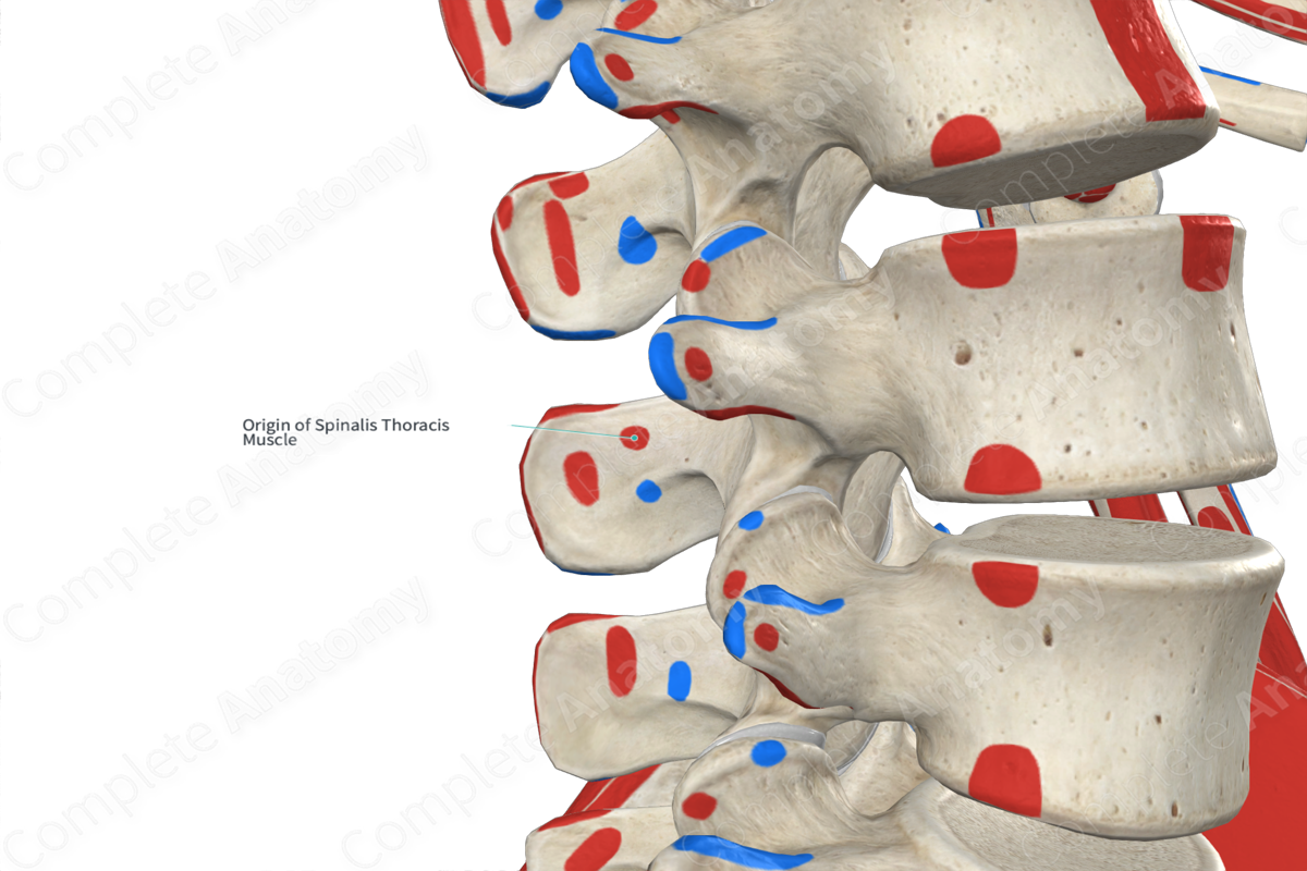 origin-of-spinalis-thoracis-muscle-complete-anatomy