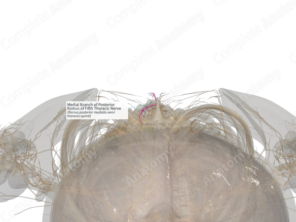 Medial Branch of Posterior Ramus of Fifth Thoracic Nerve (Right)