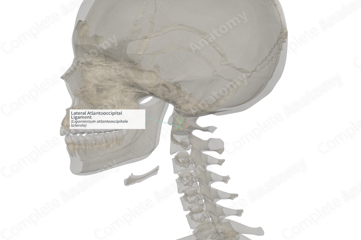 Lateral Atlantooccipital Ligament (Right)
