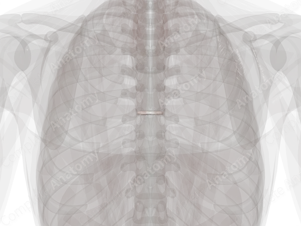 Intervertebral Symphysis (T6-T7)