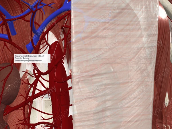 Esophageal Branches of Left Gastric Artery
