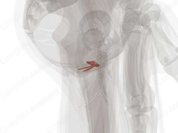 Female External Urethral Sphincter