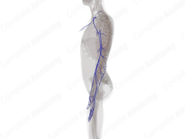 Superficial Veins of Upper Limb (Left)