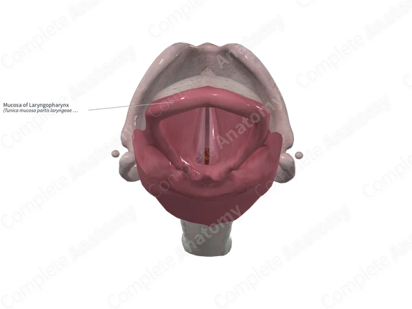 Mucosa of Laryngopharynx 