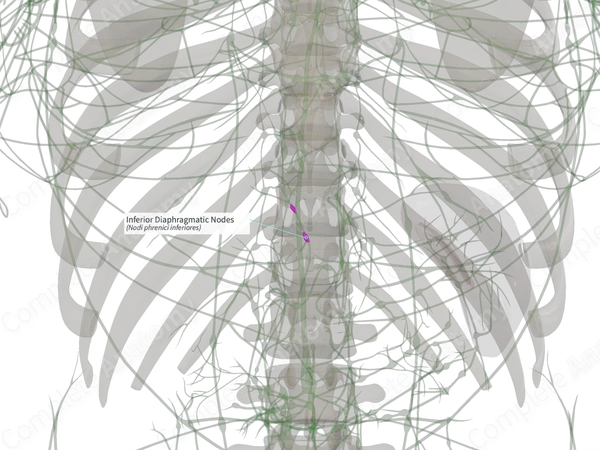 Inferior Diaphragmatic Nodes (Left)