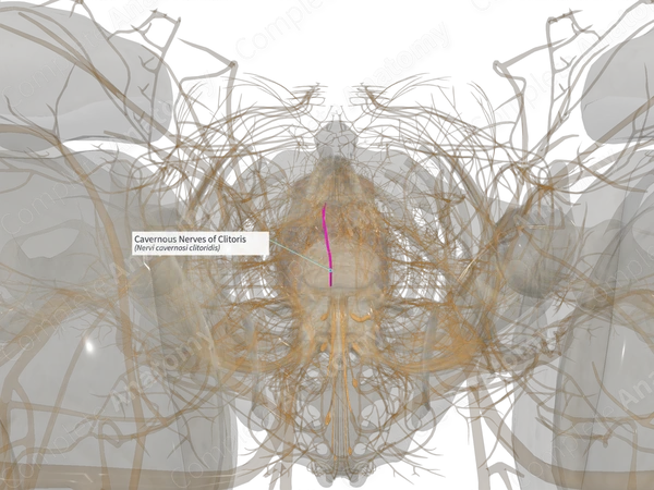 Cavernous Nerves of Clitoris (Right)