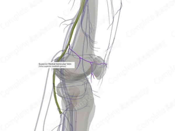 Superior Medial Genicular Vein (Right)