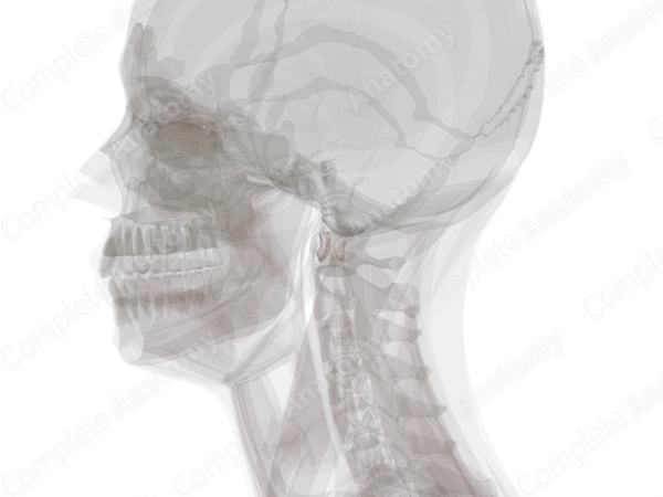 Articular Capsules of Median Atlantoaxial Joint