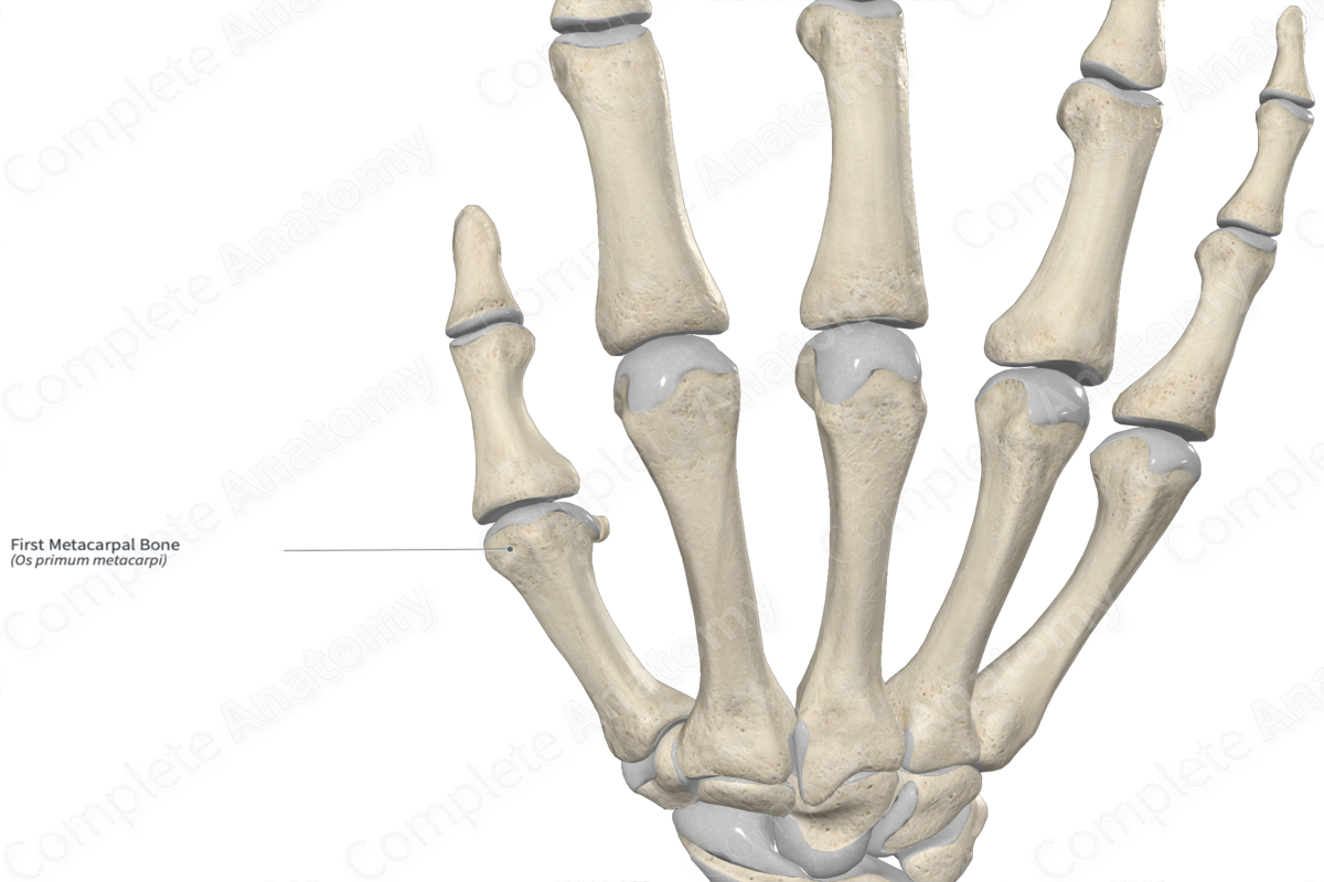 First Metacarpal Bone 