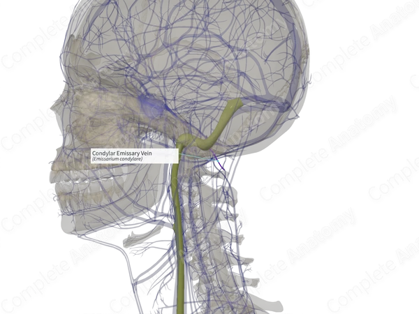 Condylar Emissary Vein (Right)