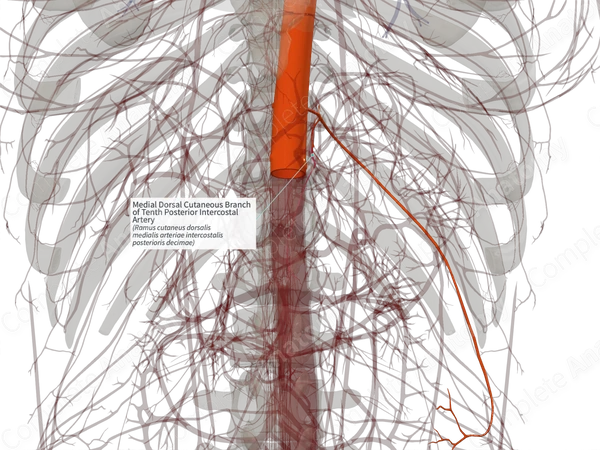 Medial Dorsal Cutaneous Branch of Tenth Posterior Intercostal Artery (Right)