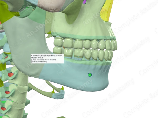 Cervical Line of Mandibular First Molar Tooth | Complete Anatomy