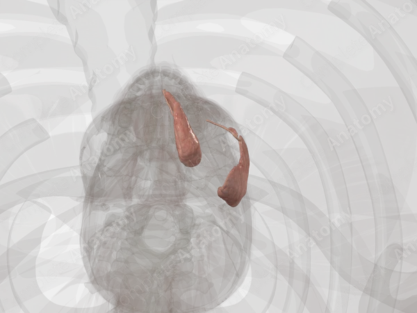 Major Salivary Glands (Left)