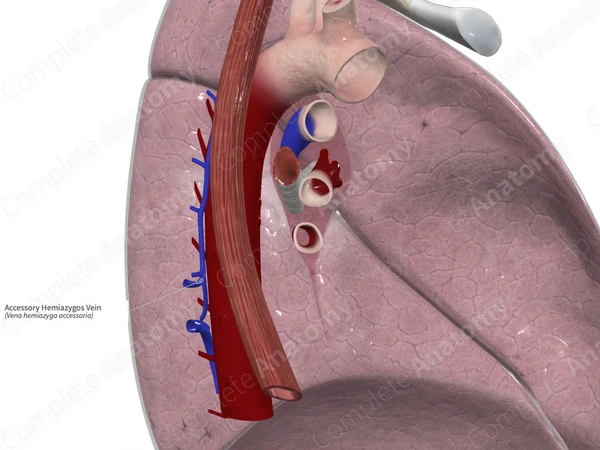 Accessory Hemiazygos Vein