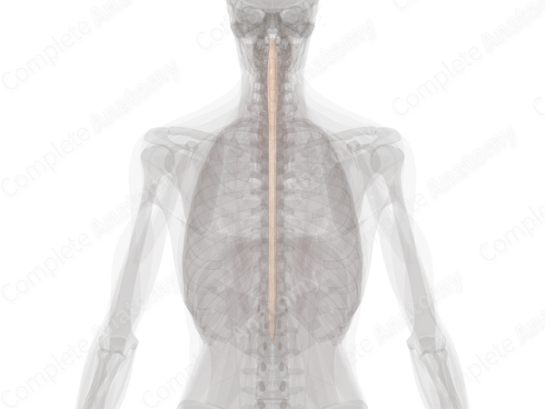 Spinal Cord