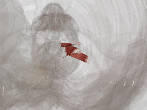 Scalene Muscles (Left)