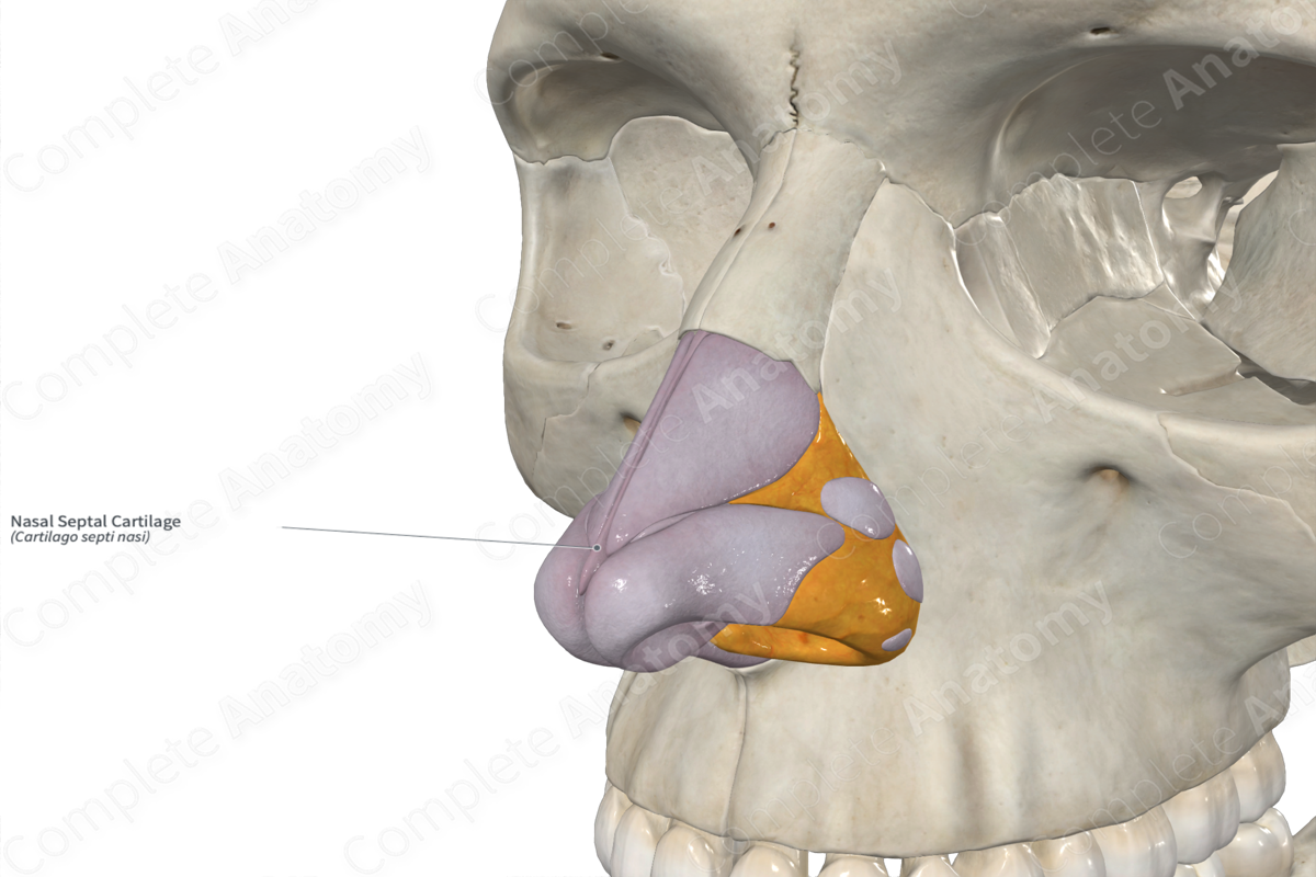 Nasal Septal Cartilage