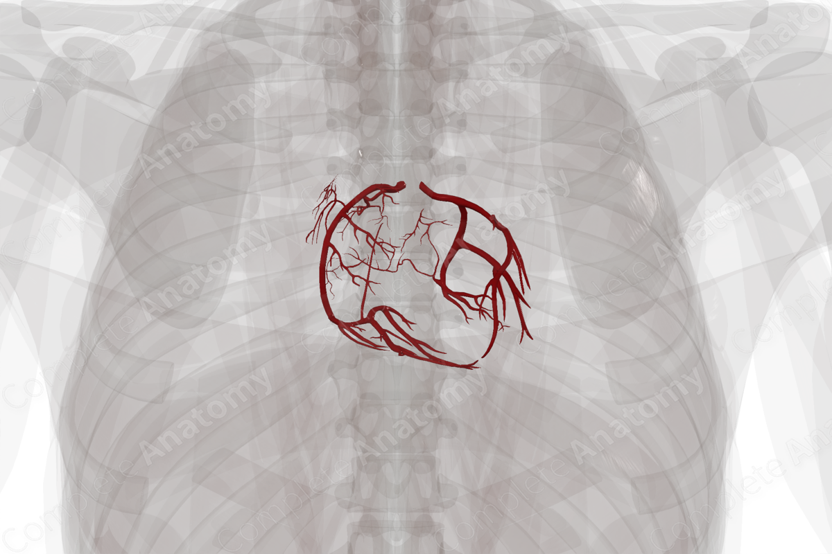 Arteries of Heart