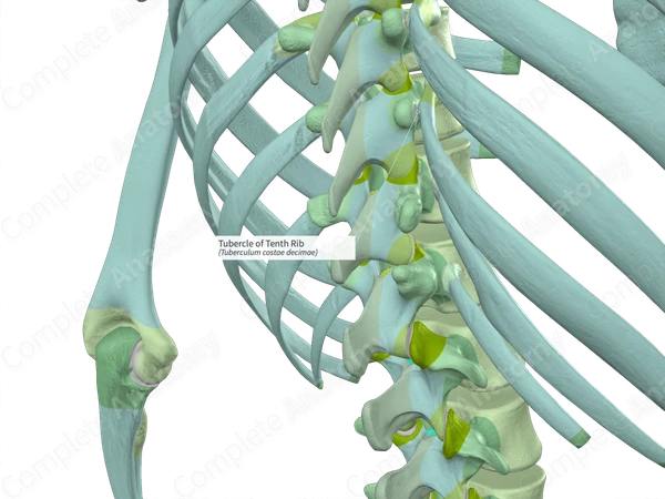 Tubercle of Tenth Rib | Complete Anatomy