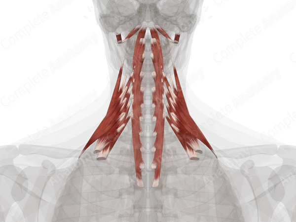 Anterior & Lateral Vertebral Muscles