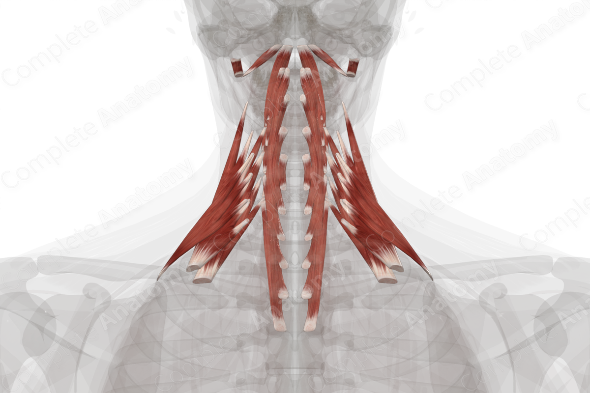 Anterior & Lateral Vertebral Muscles