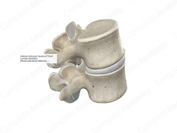 Inferior Articular Facets of Third Lumbar Vertebra