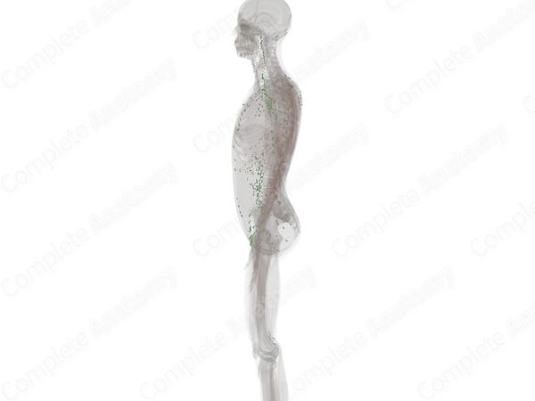 Lymph Nodes