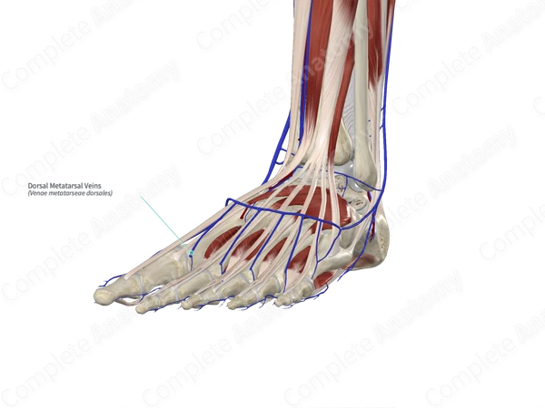 Dorsal Metatarsal Veins