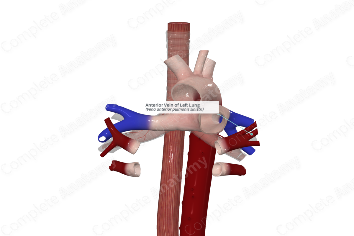 Anterior Vein of Left Lung