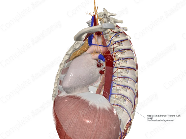 Mediastinal Part of Pleura (Left Lung)