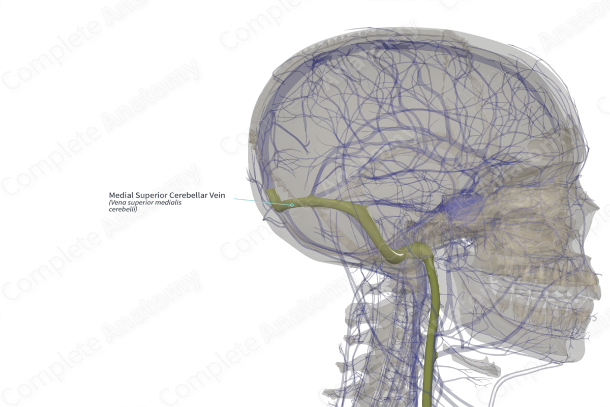 Medial Superior Cerebellar Vein (Left)